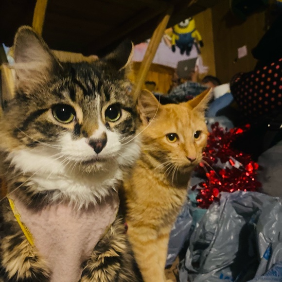 Meet your Posher, Lili - Picture 4 of 16